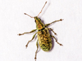 Polydrusus cervinus